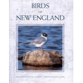 Birds of New England